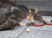 Mega Cat Project - Nyaruto! Come here Sasuke-Kun - Naruto - Single Blind Box