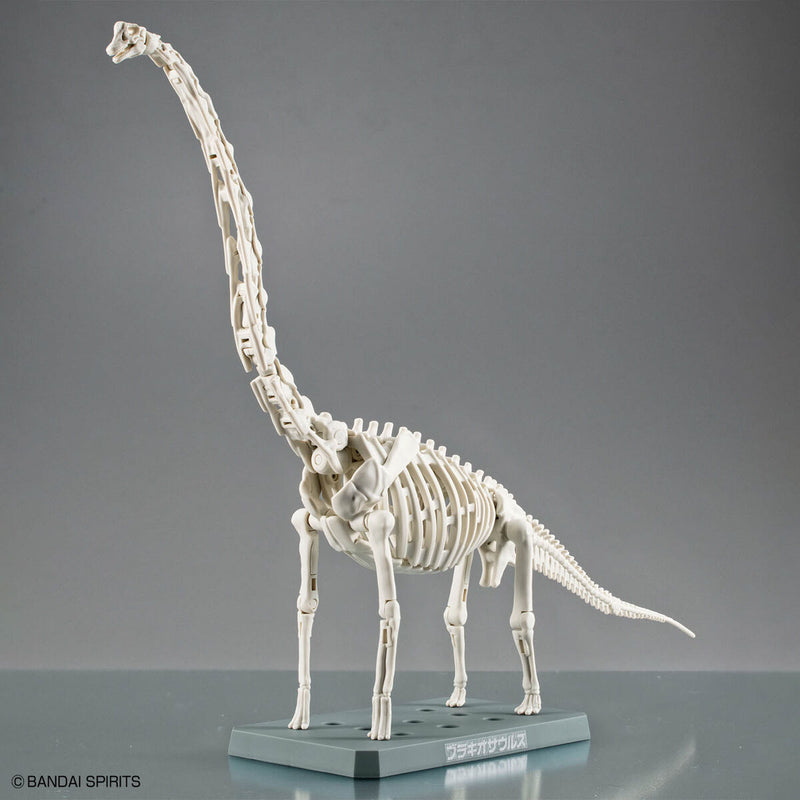 Planosaurus - Brachiosaurus