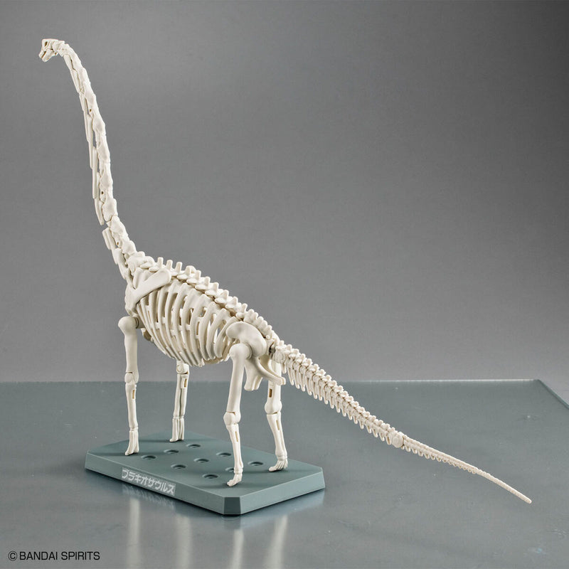 Planosaurus - Brachiosaurus