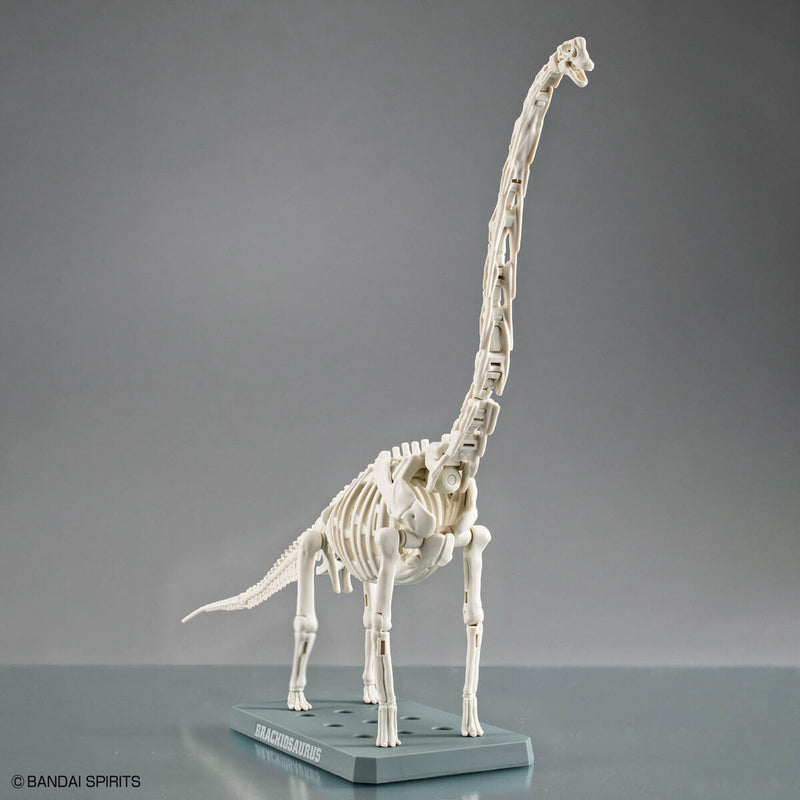 Planosaurus - Brachiosaurus