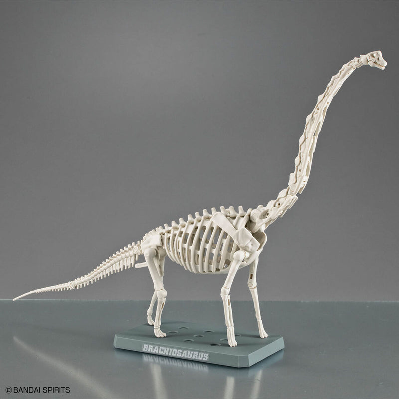 Planosaurus - Brachiosaurus