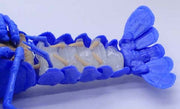 Biology Edition Crayfish (Blue) 1/24