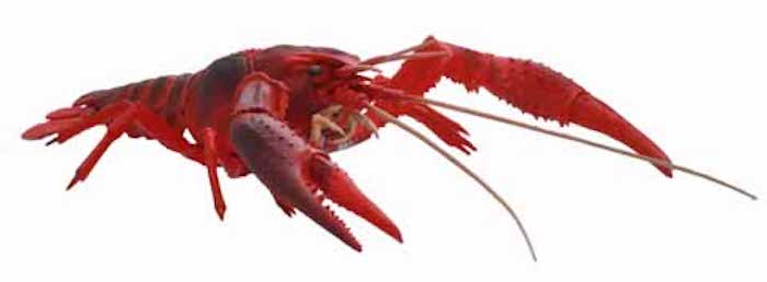 Biology Edition Crayfish (Red)